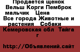 Продается щенок Вельш Корги Пемброк мальчик › Цена ­ 65 000 - Все города Животные и растения » Собаки   . Кемеровская обл.,Тайга г.